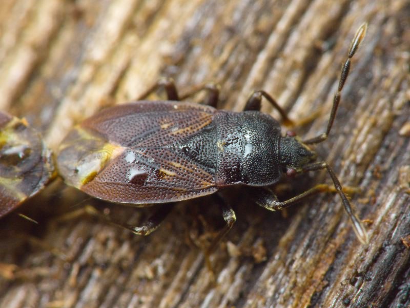 Drymus (Sylvadrymus) brunneus (R.F. Sahlberg, 1848)